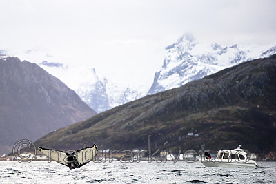 BB 15 0602 / Megaptera novaeangliae / Knølhval